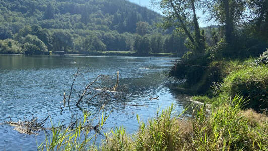 WDFW 
The Washington Department of Fish and Wildlife is considering granting funds to expand water access just south of Montesano on the Chehalis River.