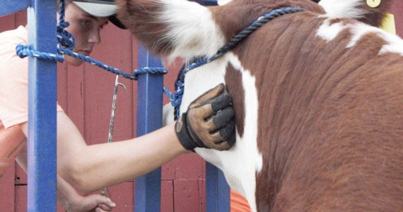The Daily World file photograph 
A young exhibitor calms his steer during a past Grays Harbor County Fair.