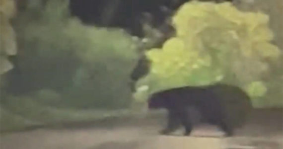 Provided photo 
A young black bear was spotted wandering between Lawrence Drive and Gale Street on Halloween night in Hoquiam, according to a Hoquiam Police Department Facebook post. The featured six-second clip shows the bear gallop across the street and then mosey behind a mailbox before it heads downhill and out of sight. Washington state Department of Fish and Wildlife was made aware of the situation.