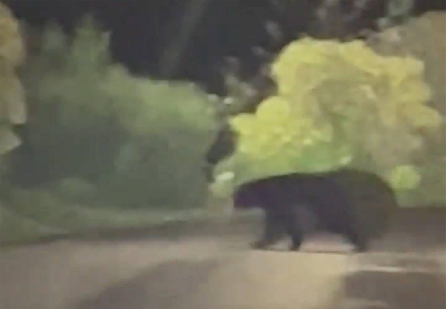 Provided photo 
A young black bear was spotted wandering between Lawrence Drive and Gale Street on Halloween night in Hoquiam, according to a Hoquiam Police Department Facebook post. The featured six-second clip shows the bear gallop across the street and then mosey behind a mailbox before it heads downhill and out of sight. Washington state Department of Fish and Wildlife was made aware of the situation.