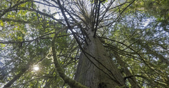 Ellen M. Banner / The Seattle Times 
A dead Western red cedar tree stands among other living trees at Cedar Creek Park near Maple Valley. Climate change has been added to the list of reasons for the death of many red cedars, the number of which has gone up in the past five years.