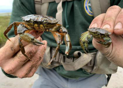 Photos courtesy WDFW 
WDFW staffer holding two European green crabs.