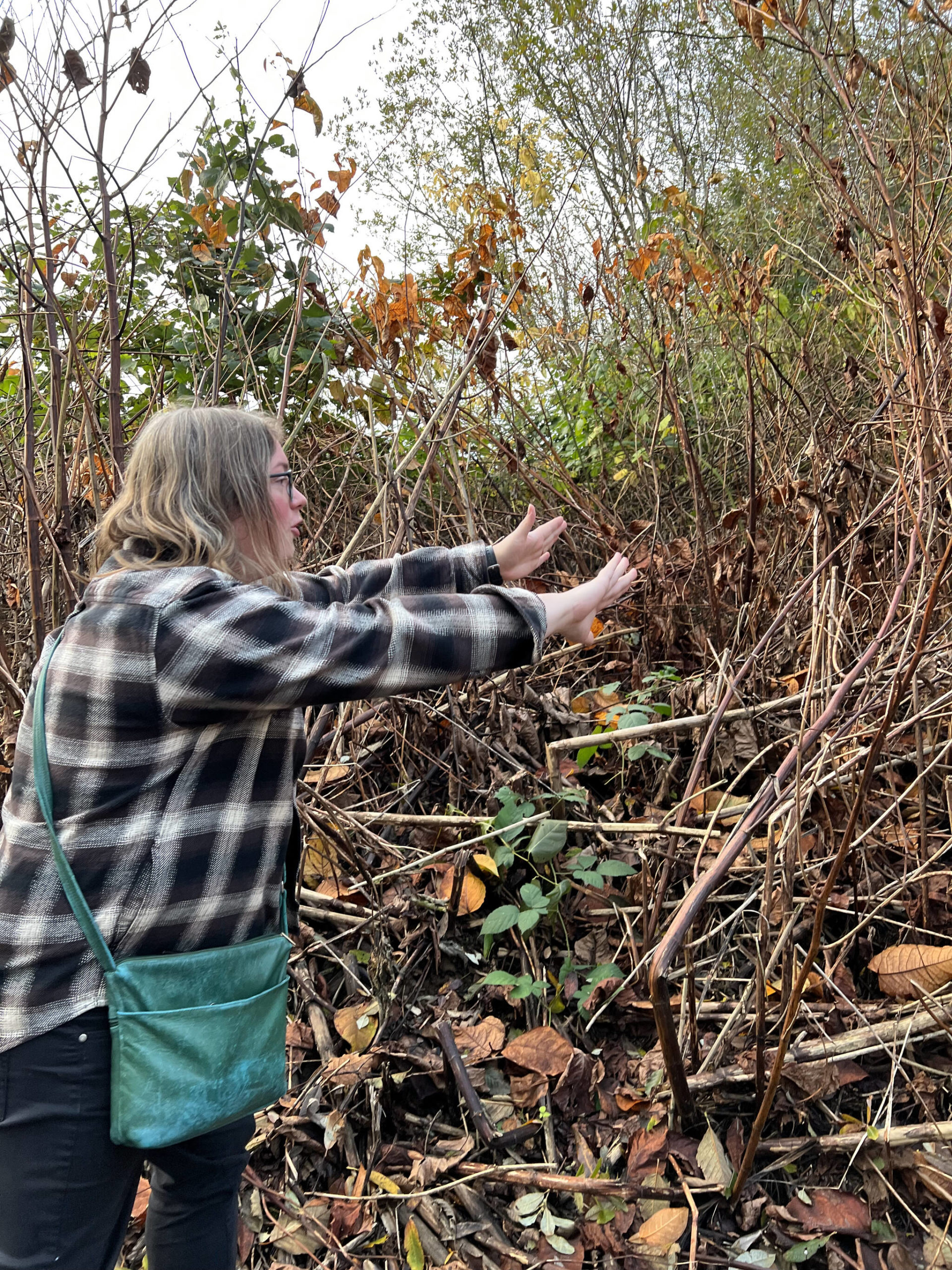 Kelsey Sapp, who worked on the county's weed control crew at "knotweed alley" this summer, describes how she battled through thick knotweed stalks while spraying the invasive weeds with herbicide. (Clayton Franke / The Daily World)