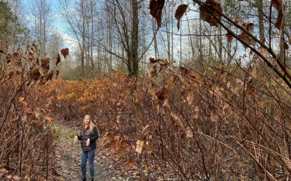 Kiley Smith, the Grays Harbor County Weed Board coordinator, stands on the path at "knotweed alley" near the confluence of the Satsop and Chehalis rivers. (Clayton Franke / The Daily World)