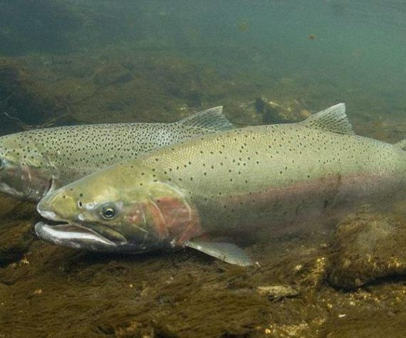 WDFW 
A Washington Department of Fish and Wildlife plan to protect steelhead in Grays Harbor, Willapa Bay and coastal Olympic Peninsula rivers is under review.