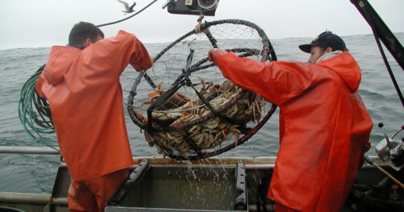 Photos Courtesy photo / WDFW
Deckhands pull in a crab pot as their boat tests the quality of Dungeness crab for the Washington Department of Fish and Wildlife.