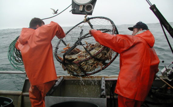 Photos Courtesy photo / WDFW
Deckhands pull in a crab pot as their boat tests the quality of Dungeness crab for the Washington Department of Fish and Wildlife.