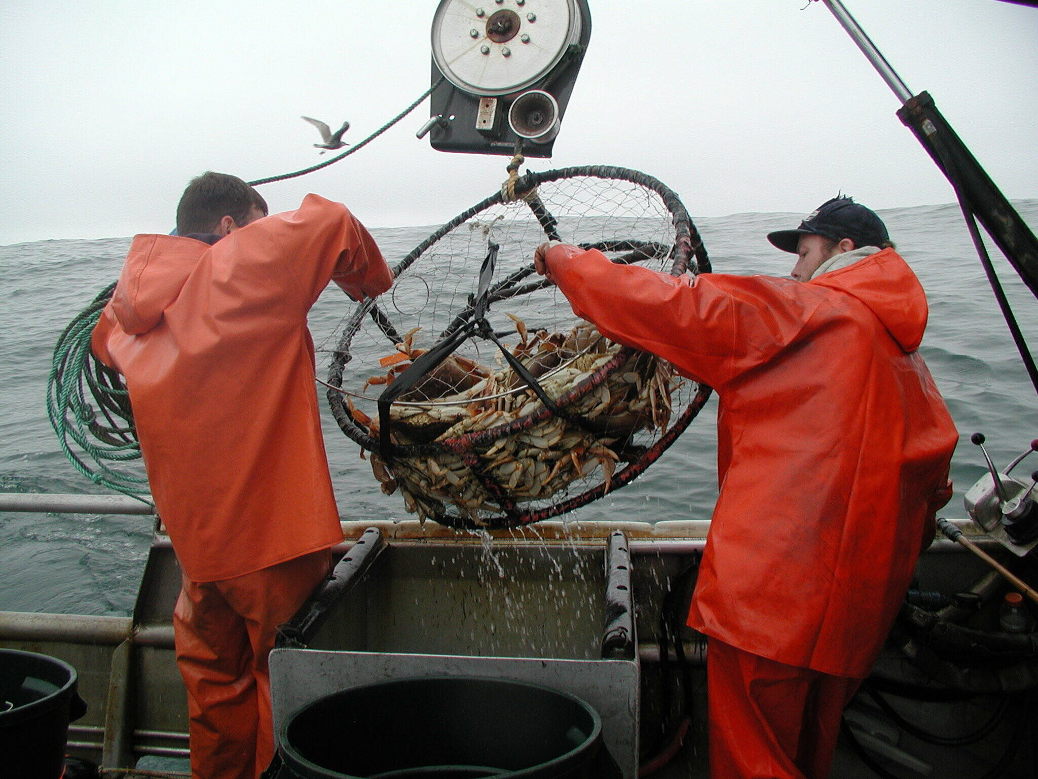 Deckhands pull in a crab pot as their boat tests the quality of Dungeness crab for the Washington Department of Fish and Wildlife. (Courtesy photo / WDFW)