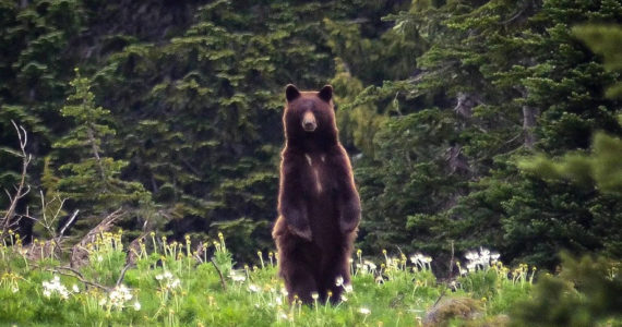 The Seattle Times
Washington Department of Fish and Wildlife Commission Chair Barbara Baker, who voted to drop the spring bear hunt, said the majority of public sentiment opposed the hunt.