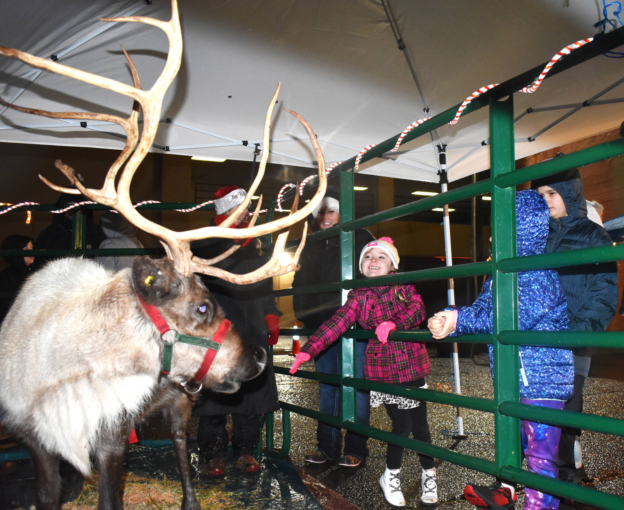 Clayton Franke / The Daily World 
Mia Bella Calene, 5, reaches to pet one the reindeer at the City Center Drug parking lot Friday evening. Despite the rain, many families showed up to take pictures and interact with the animals.