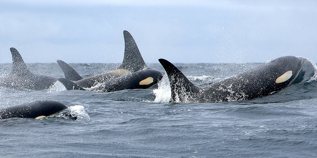 A pod of endangered Southern Resident orcas.
Endangered Species Coalition