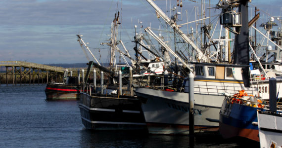 Michael S. Lockett / The Daily World
Boats line the harbors of Western Washington, many of their crews preparing for the upcoming Dungeness crab season.