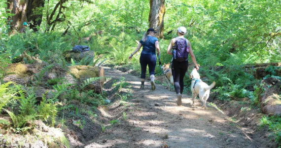 Yiting Lim / Special to The Seattle Times 
Two hikers and two canines make their way along a freshly remade section of the Lower South Fork Skokomish Trail.