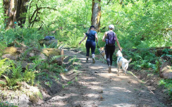 Yiting Lim / Special to The Seattle Times 
Two hikers and two canines make their way along a freshly remade section of the Lower South Fork Skokomish Trail.