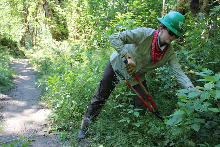 Yiting Lim / Special to The Seattle Times 
Seattle resident Julie Nicol trims back the brush that can grow over the trail along the Lower South Fork Skokomish River on the Olympic Peninsula.