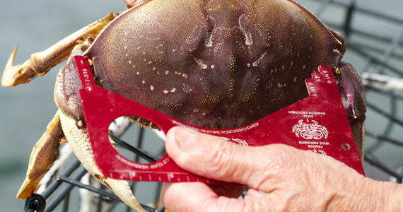 Crabbers can keep only hard shell and male Dungeness crab that are at least 6.25 inches wide at the carapace. (Mike Benbow / Everett Herald)