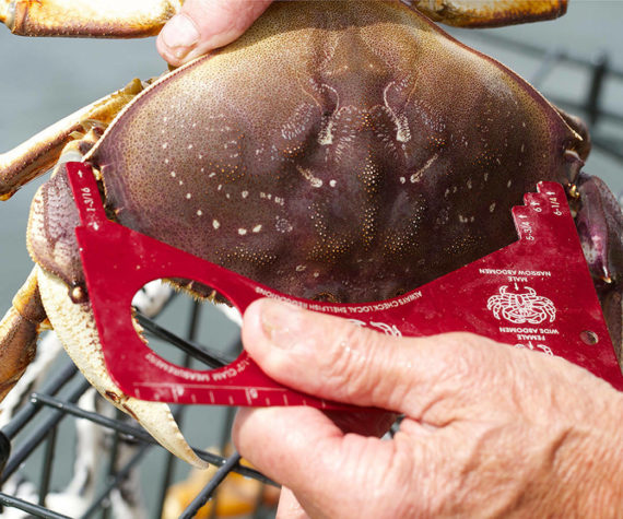 Crabbers can keep only hard shell and male Dungeness crab that are at least 6.25 inches wide at the carapace. (Mike Benbow / Everett Herald)