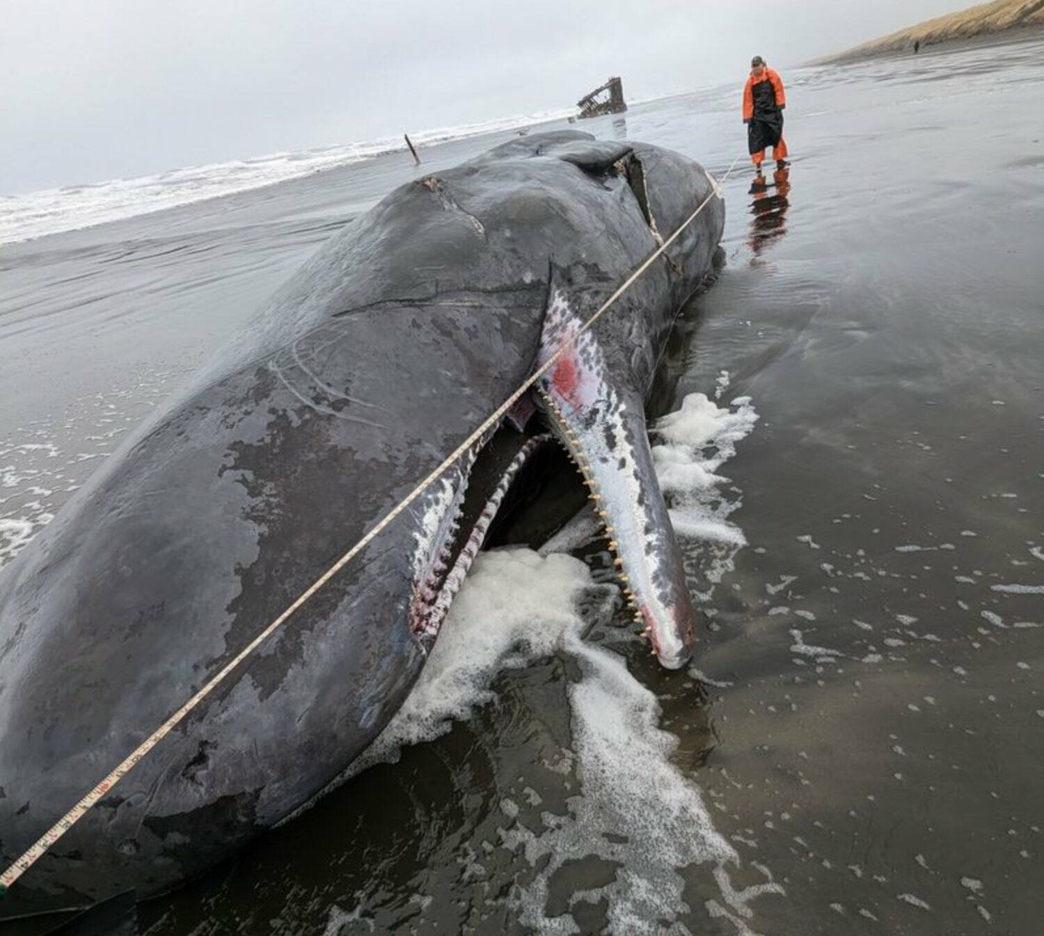 Courtesy photo / Oregon State Parks
A sperm whale beached on the Oregon coast near Fort Stevens State Park on Saturday, Jan. 14. A gash in the carcass suggests a vessel may have struck the whale, which would typically swim in deep waters only.