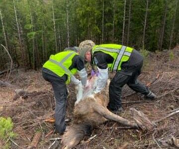 Michael S. Lockett / The Daily World File 
The Washington Department of Fish and Wildlife’s enforcement division is investigating after five elk were found killed and left to rot south of Cosmopolis.