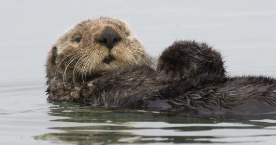 An effort to expand the sea otter to the Pacific Coast of Washington state is underway.
(Courtesy photo / Mike Baird)