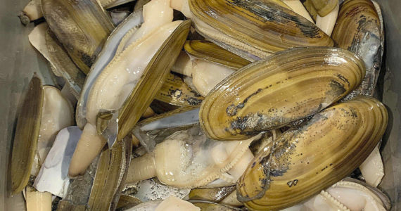 A three-day razor clam dig starts Saturday at Copalis.
(The Daily World file photo)