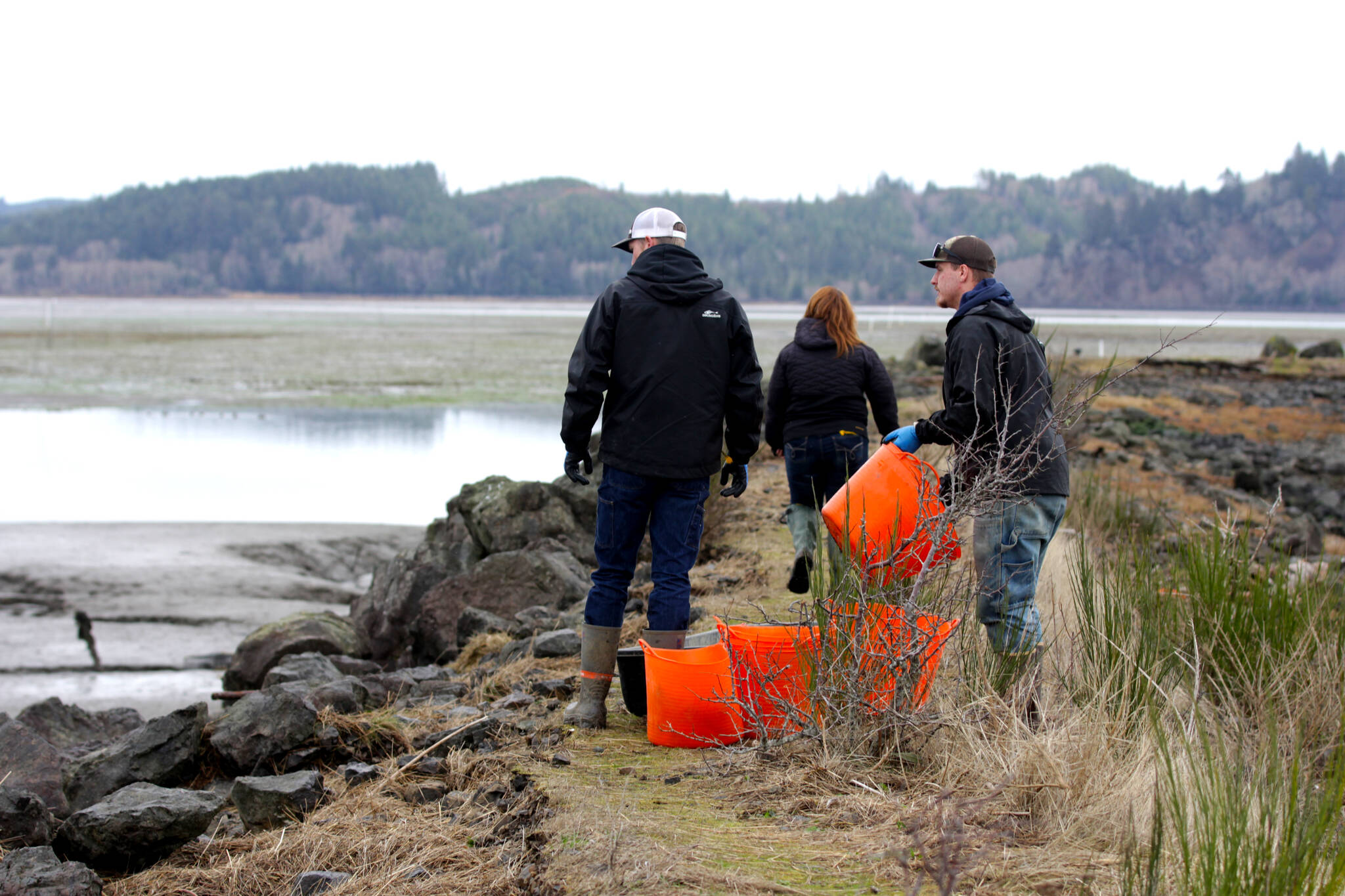MIchael S. Lockett / The Daily World
Members of the Shoalwater Bay Indian Tribe’s Department of Natural Resources traipse out to go perform removal of European green crabs from traps on Jan. 26.