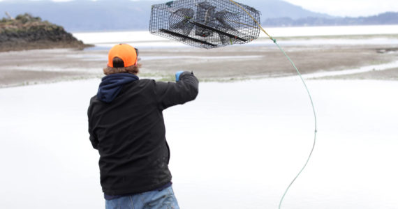 MIchael S. Lockett / The Daily World
Richard Ashley, part of the Shoalwater Bay Indian Tribe’s Department of Natural Resources, resets a crab trap as members of the department remove European green crabs on Jan. 26.