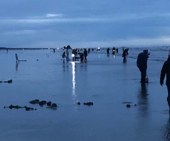 A line of razor clam diggers stretched about two miles long at Mocrocks beach on Saturday. (Michael Wagar / The Daily World)