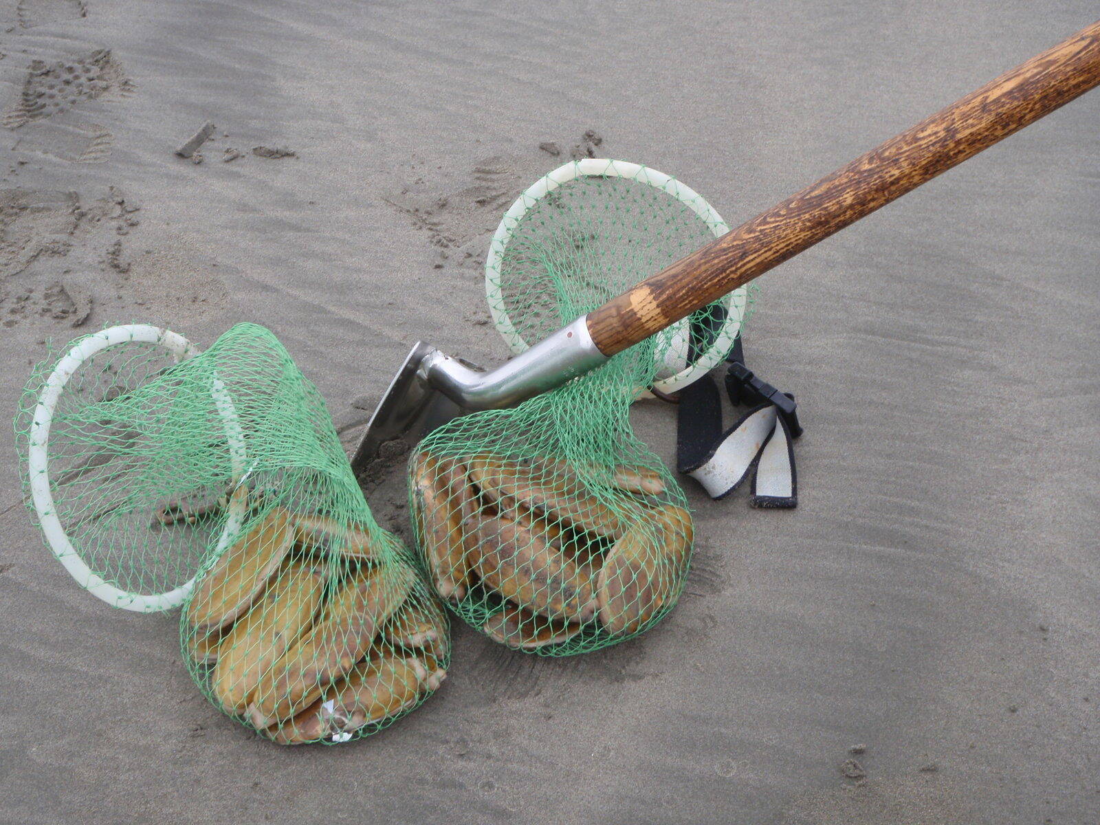 A mesh net holds razor clams. Diggers are required to place their own clams in separate containers.

(Courtesy photo / WDFW)