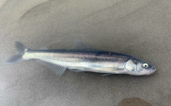 Courtesy photo / WDFW
Smelt, also known as eulachon, were classified in 2010 as at a moderate risk of extinction. The Washington Department of Fish and Wildlife is planning to find new ways of managing the populations across the Columbia River basin.