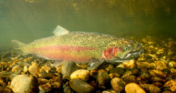 Courtesy photo / United States Department of Fish and Wildlife
Potential findings by the National Oceanic Atmospheric Association (NOAA) and the National Marine Fisheries Service, could land the Olympic Peninsula Steelhead population on the Endangered Species Act as “endangered” or “threatened.” Recent studies suggest the listing could be key to the species survivability in the future.