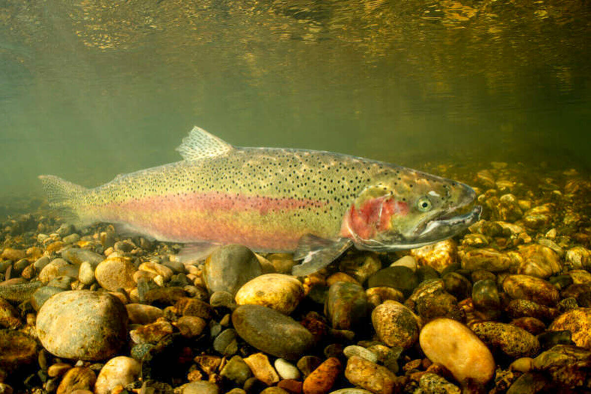 Courtesy photo / United States Department of Fish and Wildlife
Potential findings by the National Oceanic Atmospheric Association (NOAA) and the National Marine Fisheries Service, could land the Olympic Peninsula Steelhead population on the Endangered Species Act as “endangered” or “threatened.” Recent studies suggest the listing could be key to the species survivability in the future.