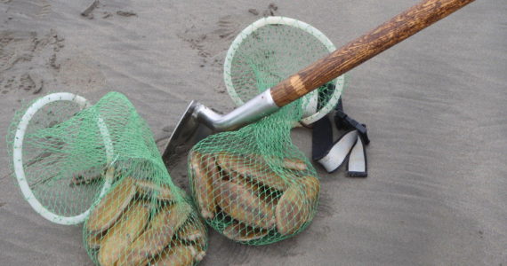 Razor clam digging starts Friday at Mocrocks, Saturday at Copalis. Get your shovels and nets ready.
(Courtesy photo / WDFW)