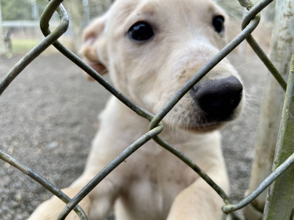 North Beach animal shelter reckons with rising numbers, need The