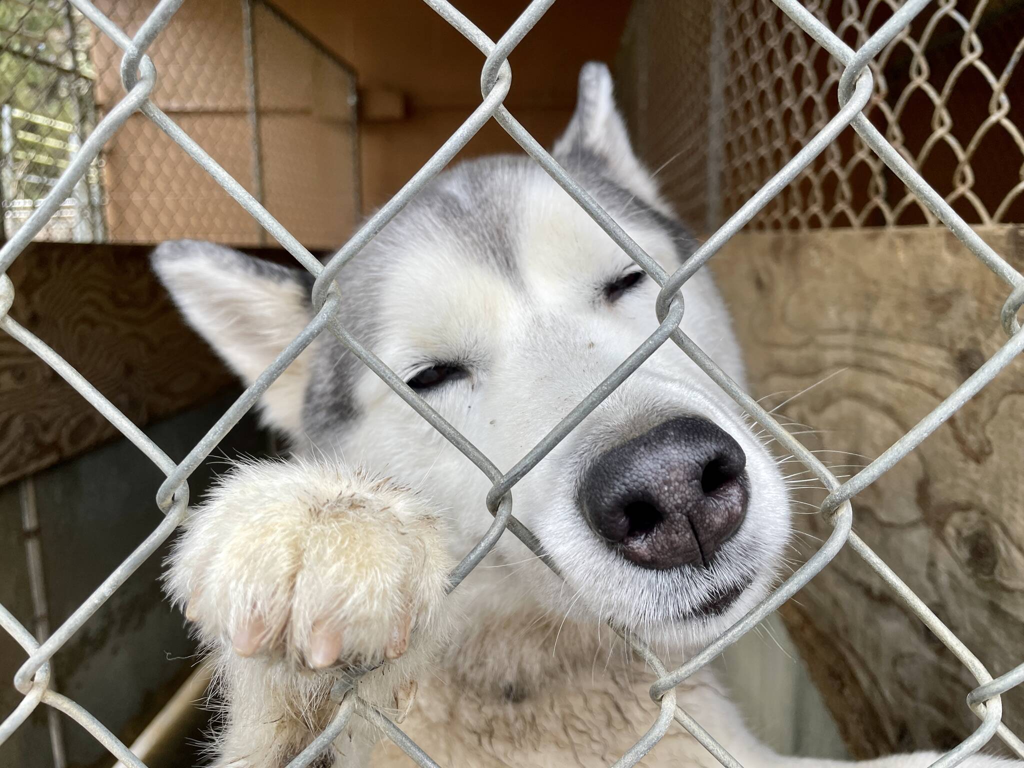 North Beach animal shelter reckons with rising numbers, need The