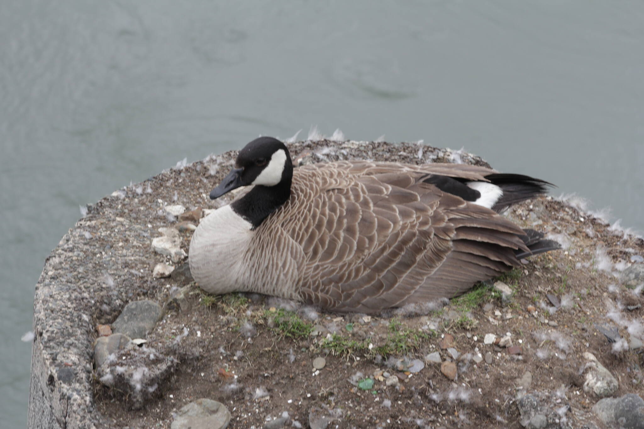 Michael S. Lockett / The Daily World
A Canada goose nests on a piling near the Heron Street Bridge on May 16.
