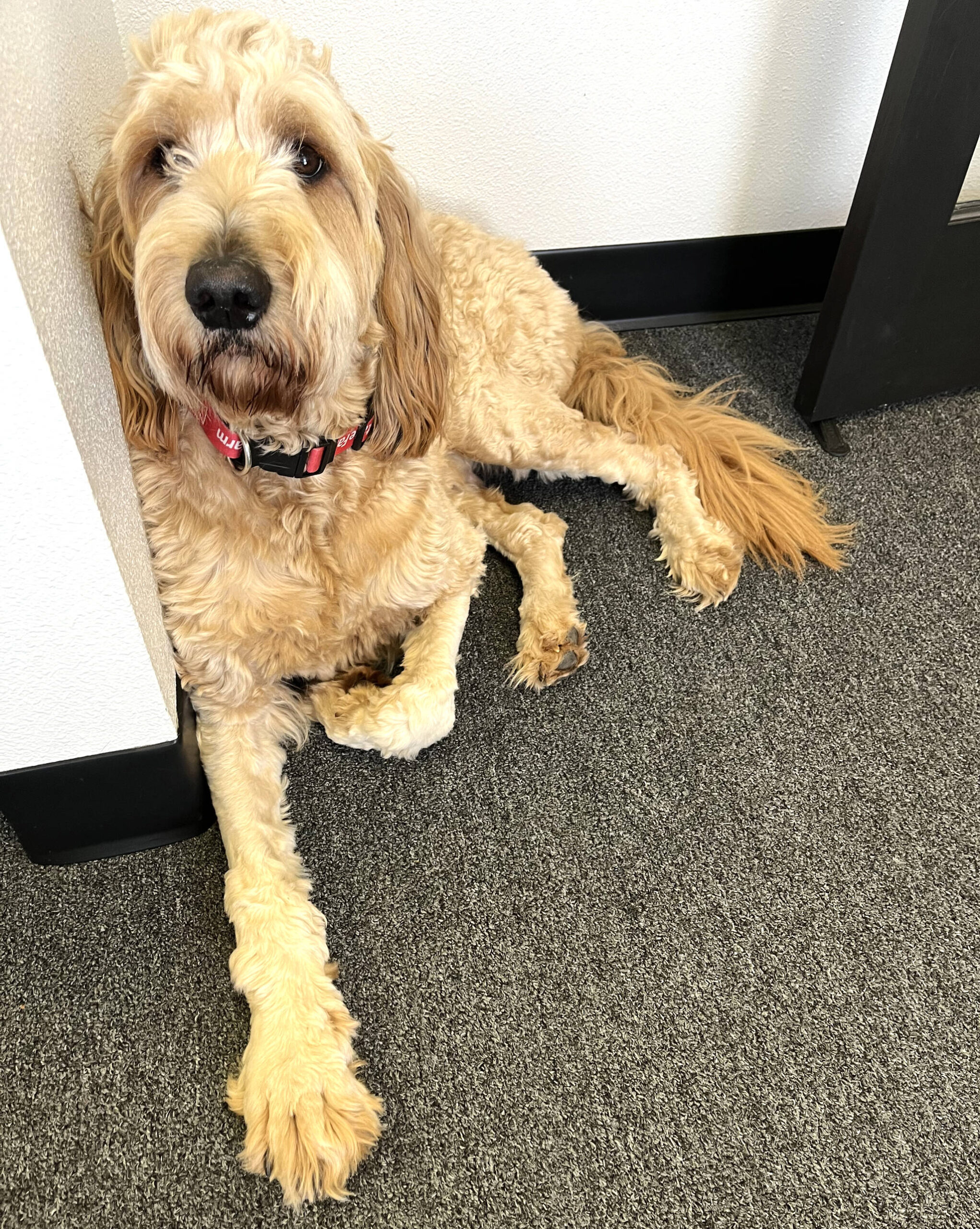 Bear, a one-year-old goldendoodle who is the “office dog” at David Steinman Insurance Agency Inc., in Aberdeen, is very much part of the team at 500 W. Wishkah St. Steinman talked about bringing Bear on tough calls. “If a customer is having a hard time, we have him sit next to them. We want to put him through therapy dog courses so he can go into nursing homes and schools.” Steinman wants Bear to go through the training so the office can have an additional way to give back to the Grays Harbor community. (Matthew N. Wells / The Daily World)