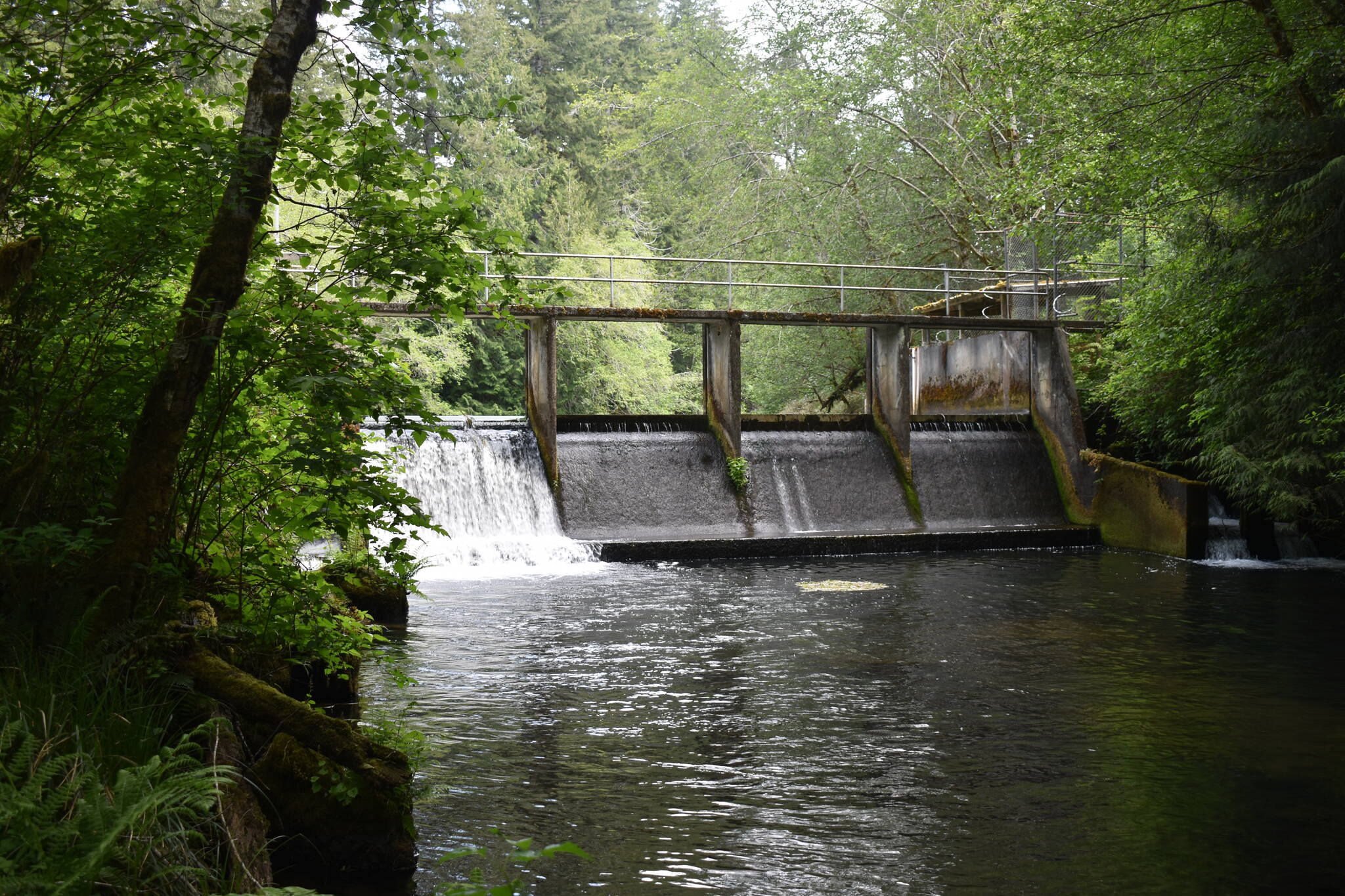 Hoquiam River salmon, city water supply to benefit from dam removal