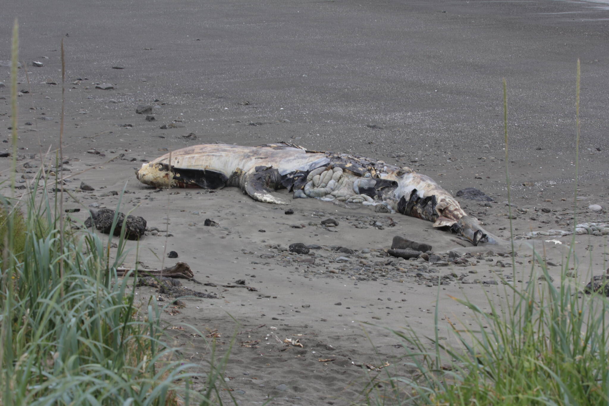 Michael S. Lockett / The Daily World
A dead juvenile gray whale in Westport will be allowed to decompose naturally.
