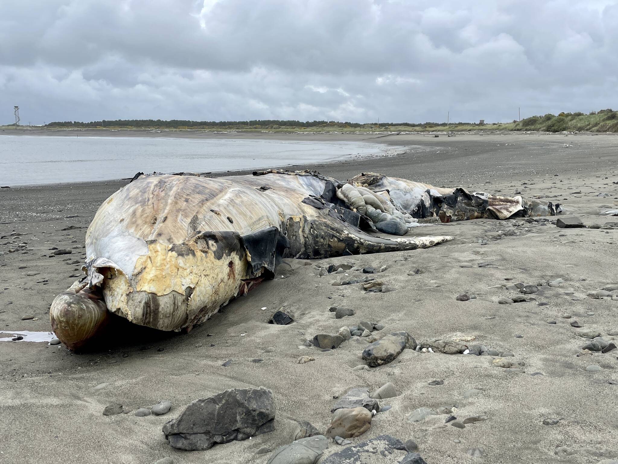 A gray whale carcass that washed ashore in a state park in Westport will remain there, said a spokesperson for Washington State Parks. (Michael S. Lockett / The Daily World)