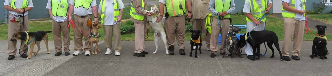 Courtesy photo / SCCC
Dogs of Stafford Creeks Freedom Tails program sit with their handlers.