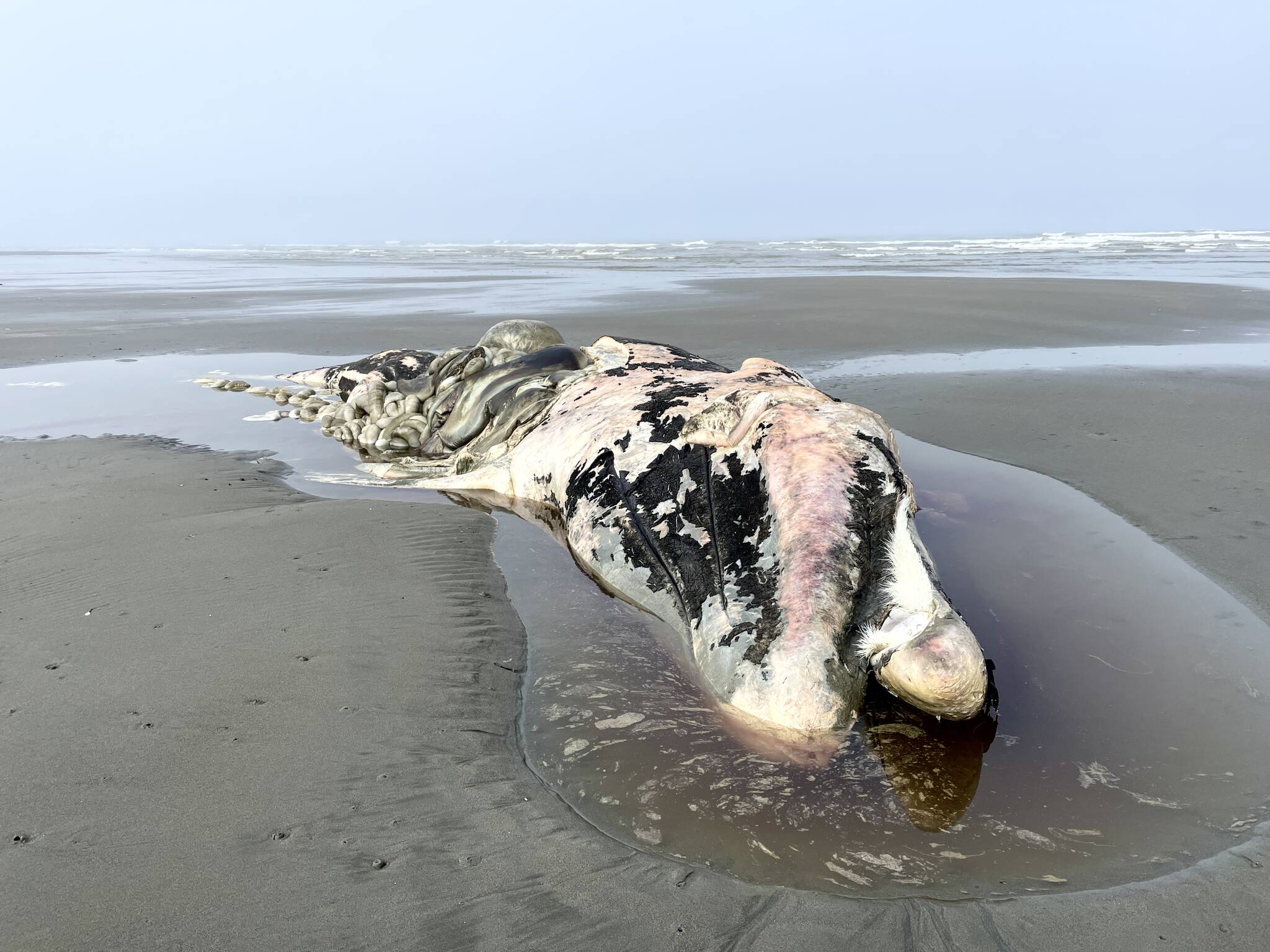 Michael S. Lockett / The Daily World
An adult gray whale washed ashore north of Ocean Shores late last week.