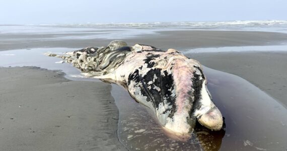 An adult gray whale washed ashore north of Ocean Shores late last week. (Michael S. Lockett / The Daily World)