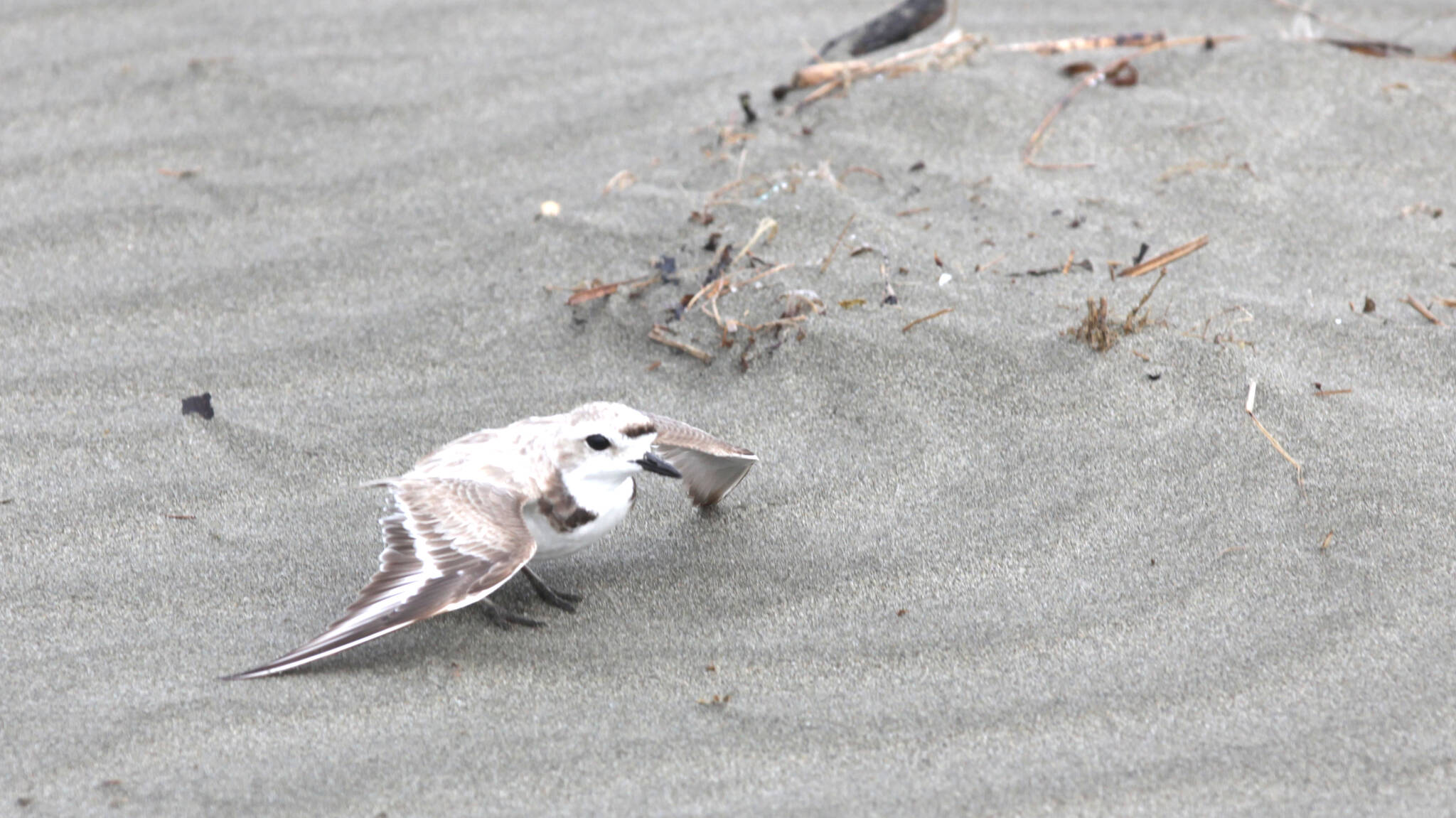 An endangered snowy plover spreads its wings in an attempt to distract possible threats to its nest on June 27. (Michael S. Lockett / The Daily World)