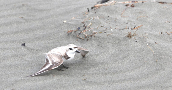 Michael S. Lockett / The Daily World
An endangered snowy plover spreads its wings in an attempt to distract possible threats to its nest on June 27.