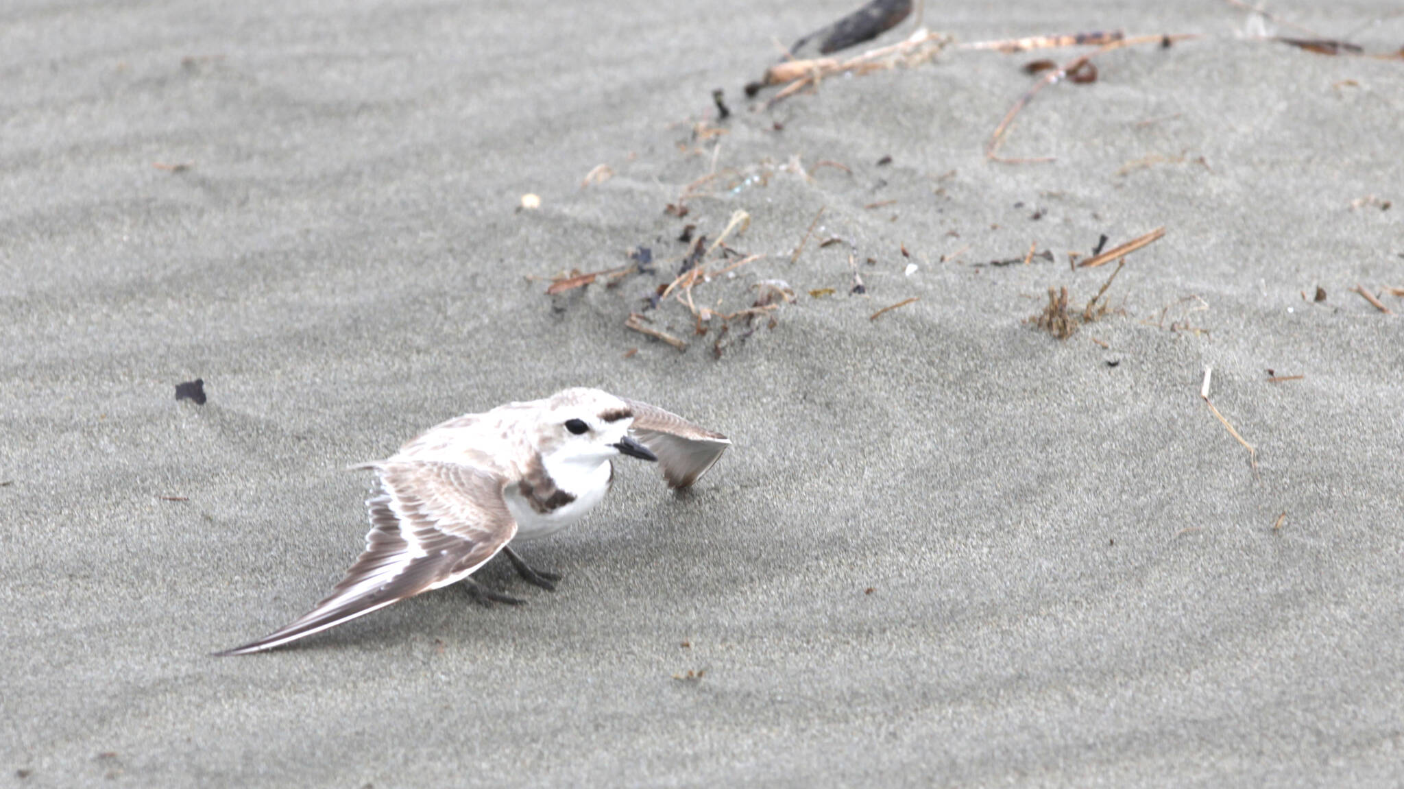 Surviving by the shore observing the snowy plovers The Daily World