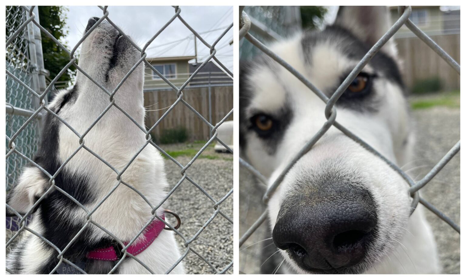 A half century on PAWS of Grays Harbor celebrates 50 years The Daily