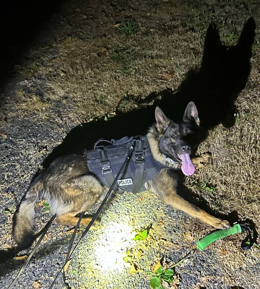 Aberdeen police dog Mac assisted police in locating a burglary suspect early Sunday morning. (Courtesy photo / Aberdeen Police Department)