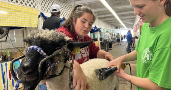 Clayton Franke / The Daily World
Trinity Tafoya, left, teaches Aubrey Franklin how to shear a sheep on Thursday, Aug. 3 at the Grays Harbor County Fair.