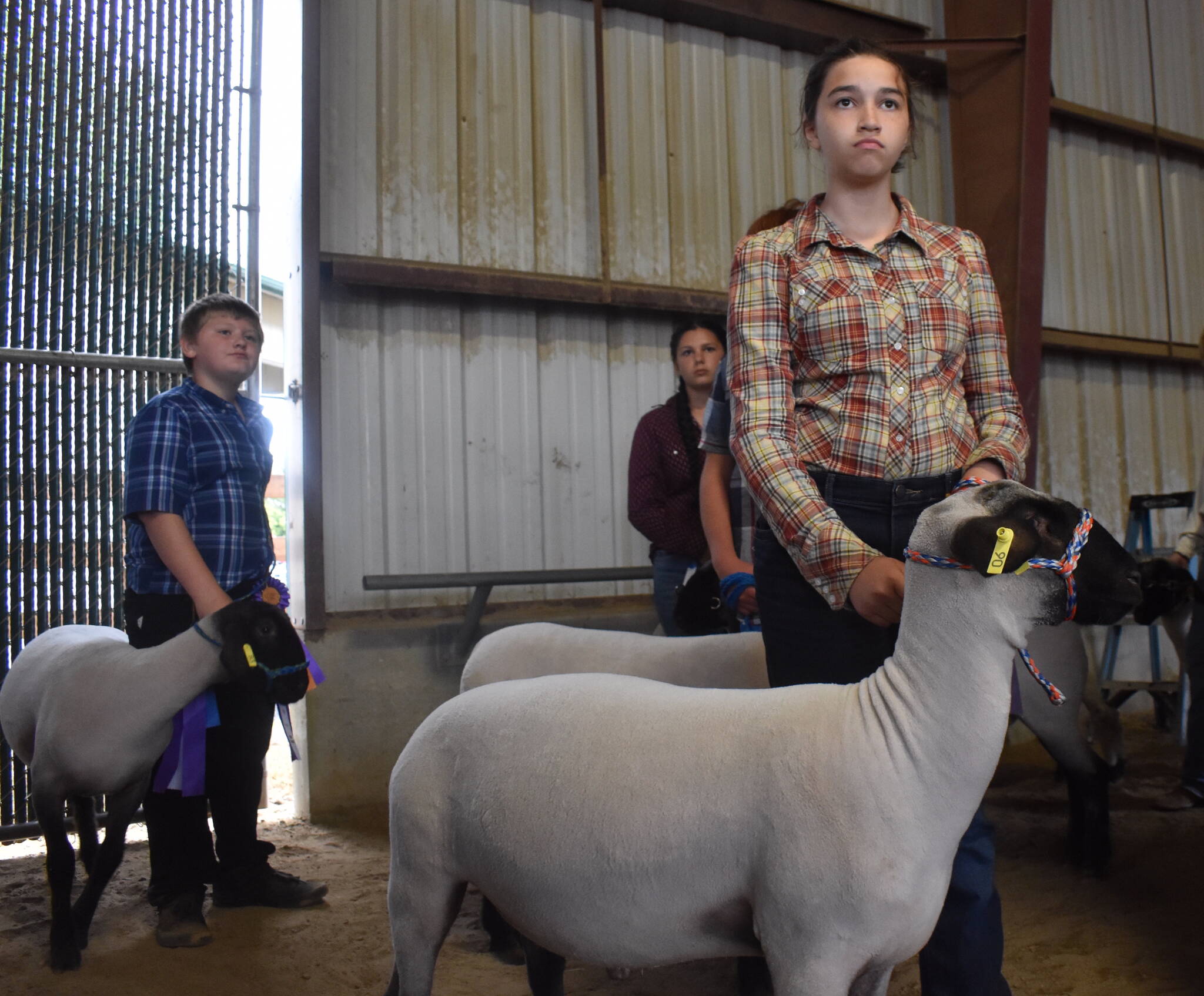 Youth Livestock Auction Caps Off Fair Months Of Hard Work The Daily